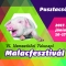 VI. Pusztacsói Malacfesztivál